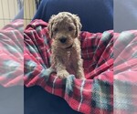 Puppy Crispy Goldendoodle