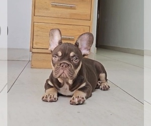 French Bulldog Puppy for sale in DENVER, CO, USA