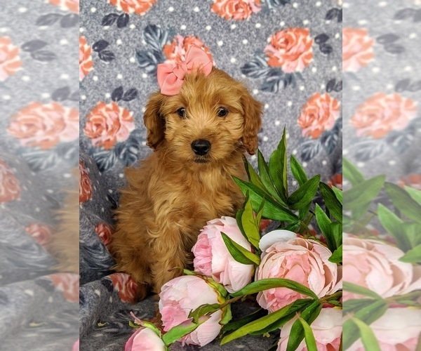 Medium Photo #3 Goldendoodle Puppy For Sale in KIRKWOOD, PA, USA