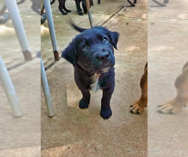 Medium Photo #3 Shepweiller Puppy For Sale in Raleigh, NC, USA