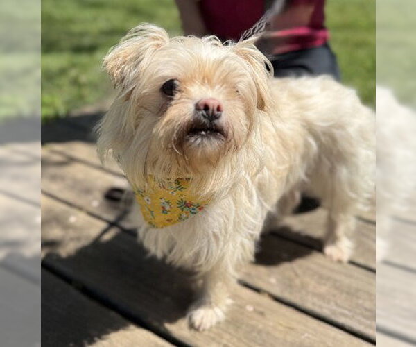 Medium Photo #1 Shih Tzu-Unknown Mix Puppy For Sale in Warrenton, VA, USA