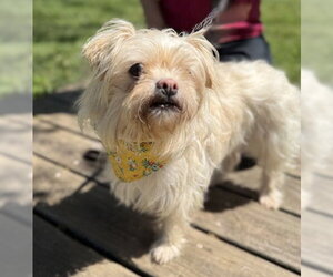 Shih Tzu-Unknown Mix Dogs for adoption in Warrenton, VA, USA