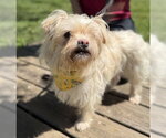 Small Shih Tzu Mix