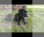 Small Photo #12 Labrador Retriever Puppy For Sale in BETHCAR, SC, USA