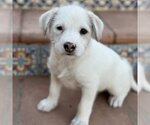 Small Photo #1 Mutt Puppy For Sale in San Diego, CA, USA