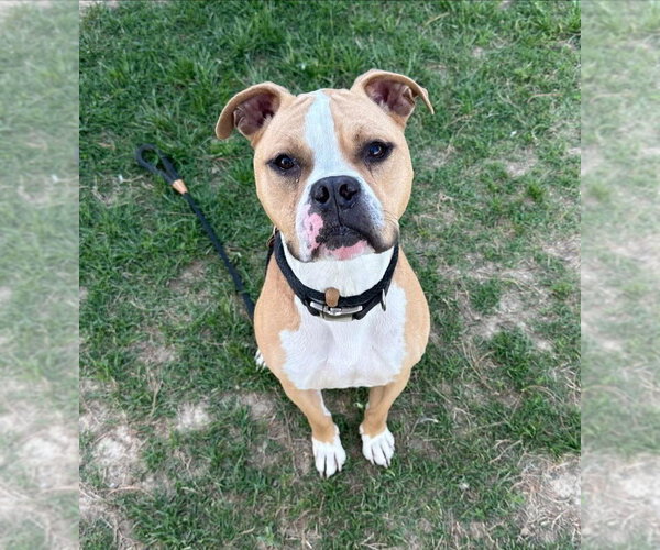 Medium Photo #5 Mutt Puppy For Sale in Evansville, IN, USA