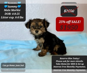 Morkie Puppy for sale in TUCSON, AZ, USA