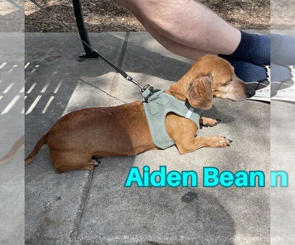 Medium Photo #5 Dachshund Puppy For Sale in San Antonio, TX, USA