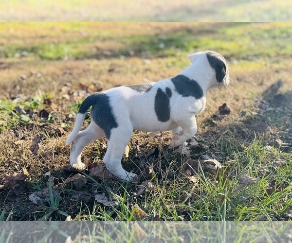 Medium Photo #4 American Bulldog Puppy For Sale in COLUMBIA, KY, USA