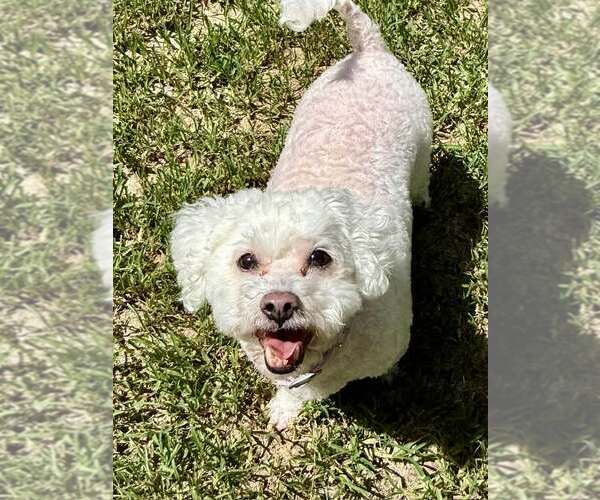 Medium Photo #2 Bichon Frise Puppy For Sale in Lee's Summit, MO, USA