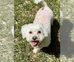 Small #1 Bichon Frise
