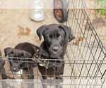 Small #5 Border Collie Mix