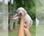 Small Photo #10 Dogo Argentino Puppy For Sale in INKSTER, MI, USA