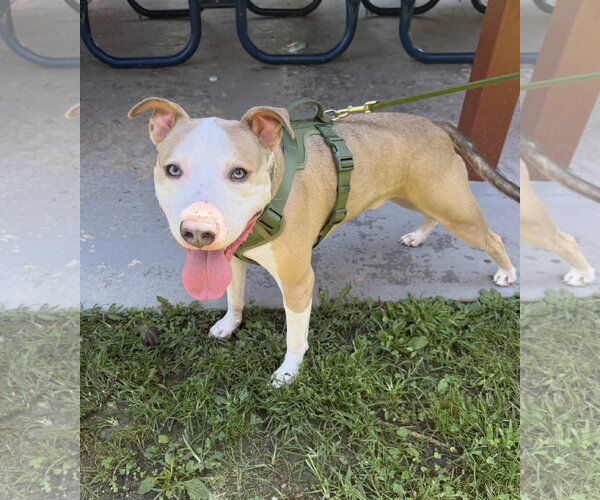 Medium Photo #7 American Staffordshire Terrier-Unknown Mix Puppy For Sale in Oakhurst, NJ, USA