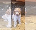 Puppy Good Girl Goldendoodle