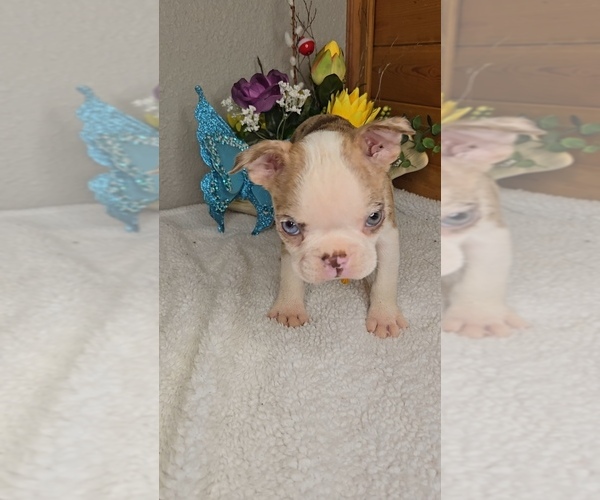 Medium Photo #3 Boston Terrier Puppy For Sale in JASONVILLE, IN, USA