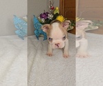 Small #2 Boston Terrier