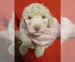 Puppy 5 Goldendoodle-Poodle (Miniature) Mix