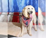 Small #4 Great Pyrenees