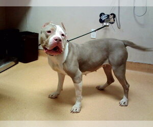 Mutt Dogs for adoption in Martinez, CA, USA
