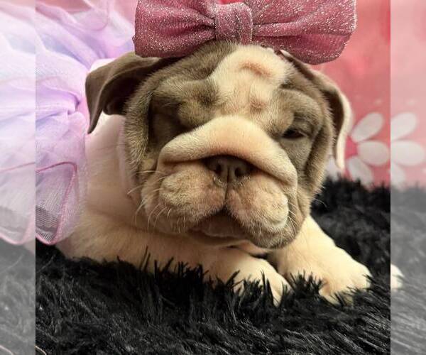 Medium Photo #5 English Bulldog Puppy For Sale in CENTERTON, AR, USA