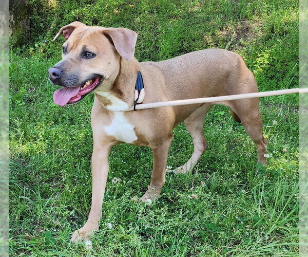 Medium Photo #3 Mutt Puppy For Sale in Wetumpka, AL, USA