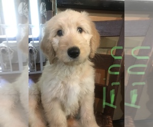 Goldendoodle Puppy for sale in YELLVILLE, AR, USA