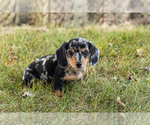 Small #1 Dachshund