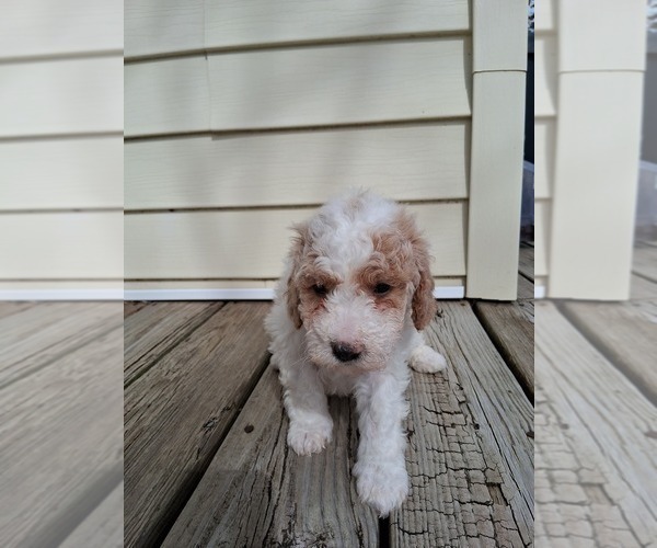 Medium Photo #17 Goldendoodle (Miniature) Puppy For Sale in GASTONIA, NC, USA