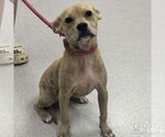 Small #2 Mutt