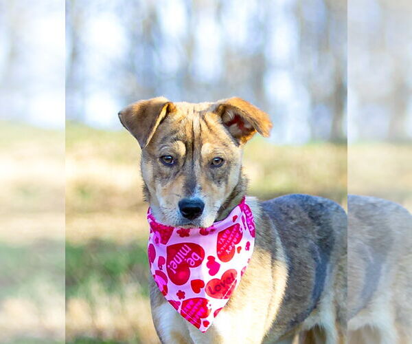 Medium Photo #8 Mutt Puppy For Sale in Unionville, PA, USA