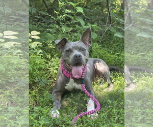 American Pit Bull Terrier-Unknown Mix Dogs for adoption in Rockaway, NJ, USA