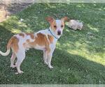 Small #1 Chihuahua