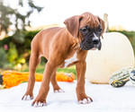 Small Photo #8 Boxer Puppy For Sale in WAKARUSA, IN, USA
