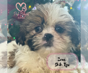 Shih Tzu Puppy for Sale in ELMHURST, Illinois USA