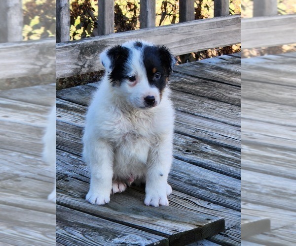 Medium Photo #1 Australian Shepherd-Texas Heeler Mix Puppy For Sale in AVA, MO, USA