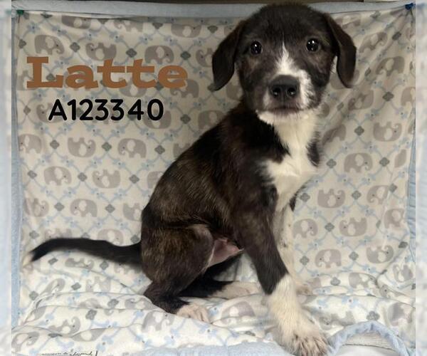 Medium Photo #1 Labrador Retriever-Unknown Mix Puppy For Sale in HESPERIA, CA, USA