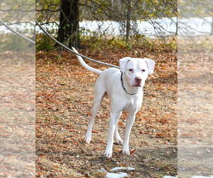 Mutt Dogs for adoption in Glen Allen, VA, USA