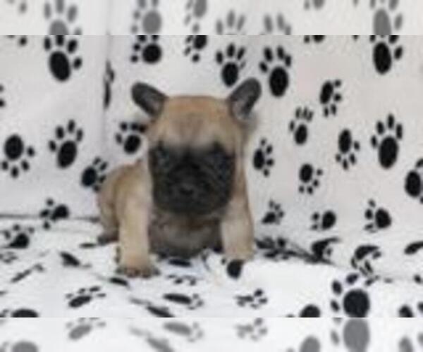 Medium Photo #1 French Bulldog Puppy For Sale in PALOS VERDES ESTATES, CA, USA
