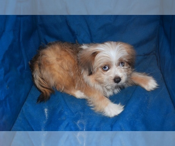 Medium Photo #31 Pom-Shi Puppy For Sale in DINWIDDIE, VA, USA