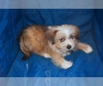 Small Photo #31 Pom-Shi Puppy For Sale in DINWIDDIE, VA, USA