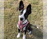DUDE - Male Mutt Dog for Adoption - Small photo