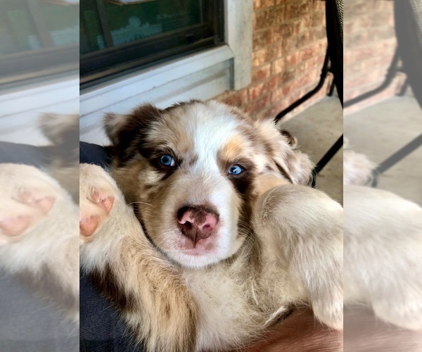 Medium Photo #1 Australian Shepherd Puppy For Sale in VAN, TX, USA