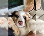 Small Photo #1 Australian Shepherd Puppy For Sale in VAN, TX, USA