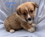 Small Photo #6 Pembroke Welsh Corgi Puppy For Sale in COLOMA, MI, USA