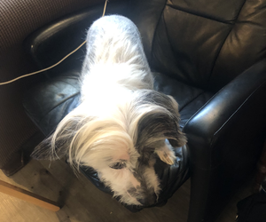 Chinese Crested Puppy for sale in EUGENE, OR, USA