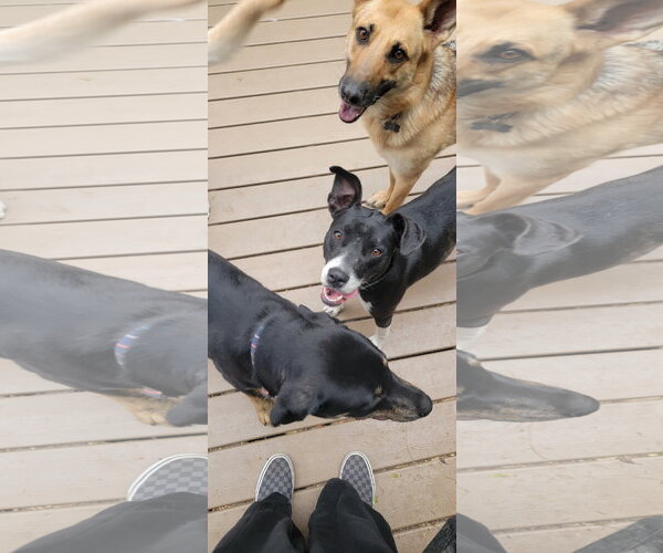 Medium Photo #8 Mutt Puppy For Sale in Sandy, UT, USA