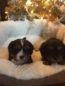 Small Photo #1 Cavalier King Charles Spaniel Puppy For Sale in KAYSVILLE, UT, USA