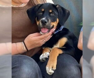 Mutt Dogs for adoption in Woodbury, NY, USA