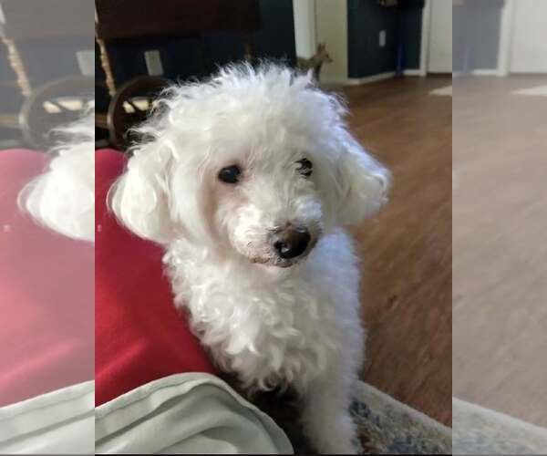 Medium Photo #2 Mutt Puppy For Sale in Dallas, TX, USA